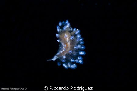 A flying Nudibranchia..... by Riccardo Rodriguez 