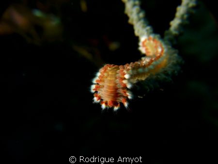 Face to face with fire. This little guy was in the middle... by Rodrigue Amyot 