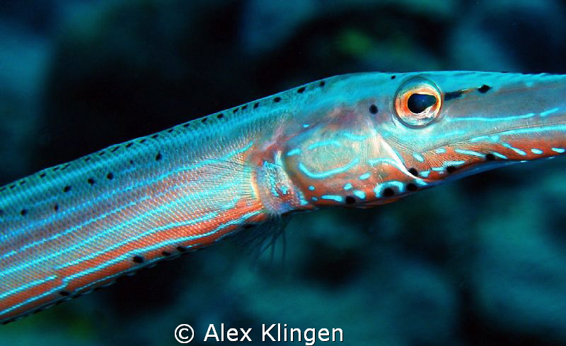 Trumpet eye. Island of Saba. by Alex Klingen 