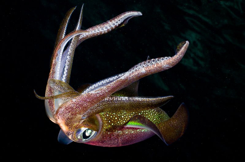 Squid at Night by Tony Cherbas 