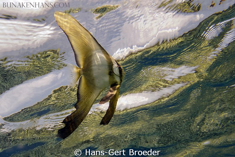 Batfish,
Bat on orbit saw tsunami,
Bunaken,Sulawesi,Ind... by Hans-Gert Broeder 