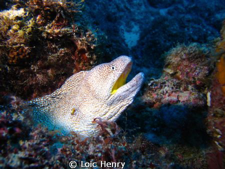 Moray eel
Canon G12 by Loic Henry 