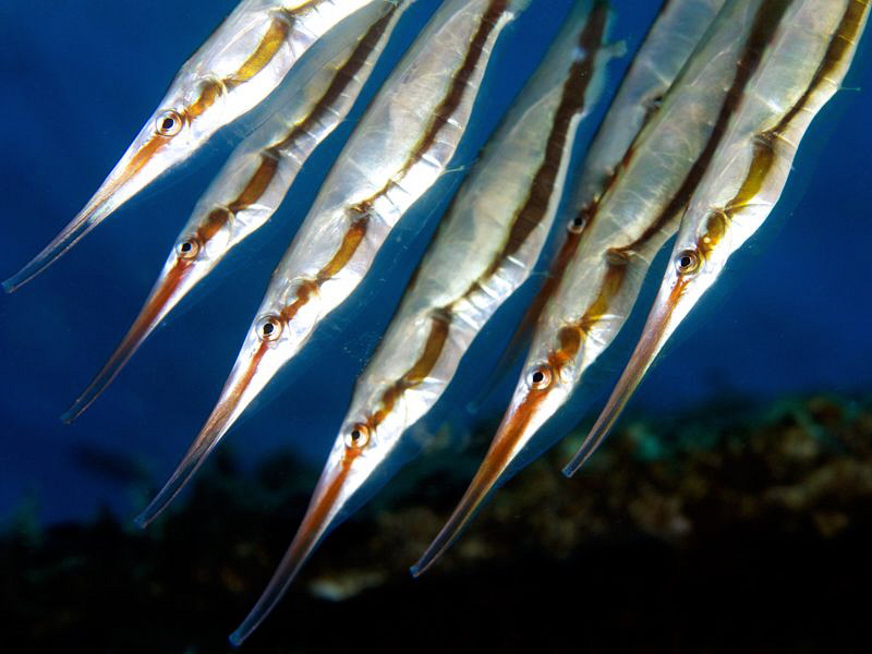 Rigid Shrimpfish by Iyad Suleyman 