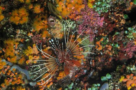 Night Dive, Maldives, April 2005,
D70 & Ikelite by Arnaud Heymann 