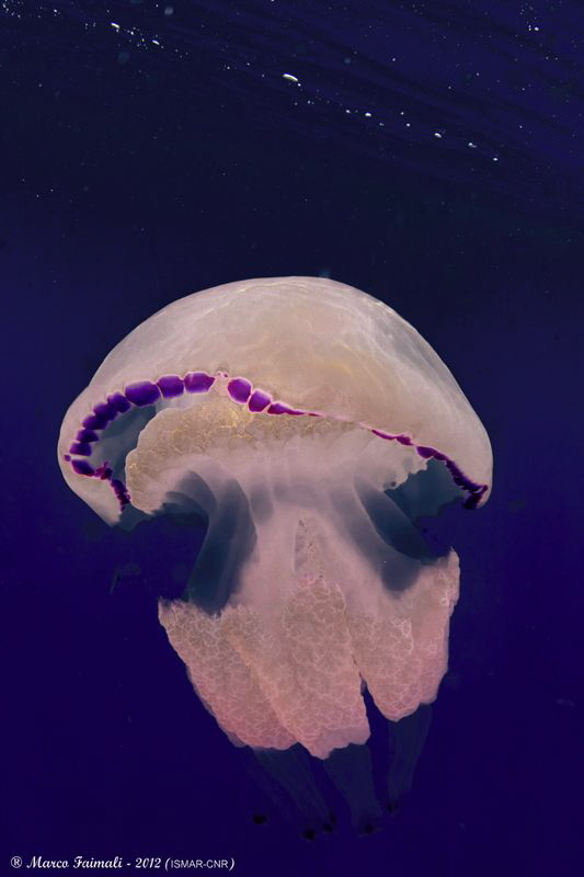 Soft and beautiful appearance at sunset (Rizostoma pulmo ... by Marco Faimali (ismar-Cnr) 
