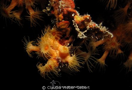 yellow anemones I by Claudia Weber-Gebert 
