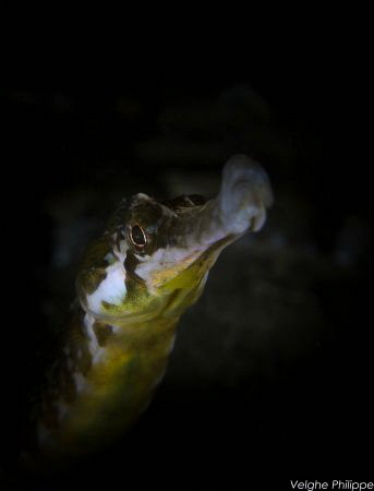 Whistling through life.
Great pipefish.
Eastern scheldt... by Philippe Velghe 