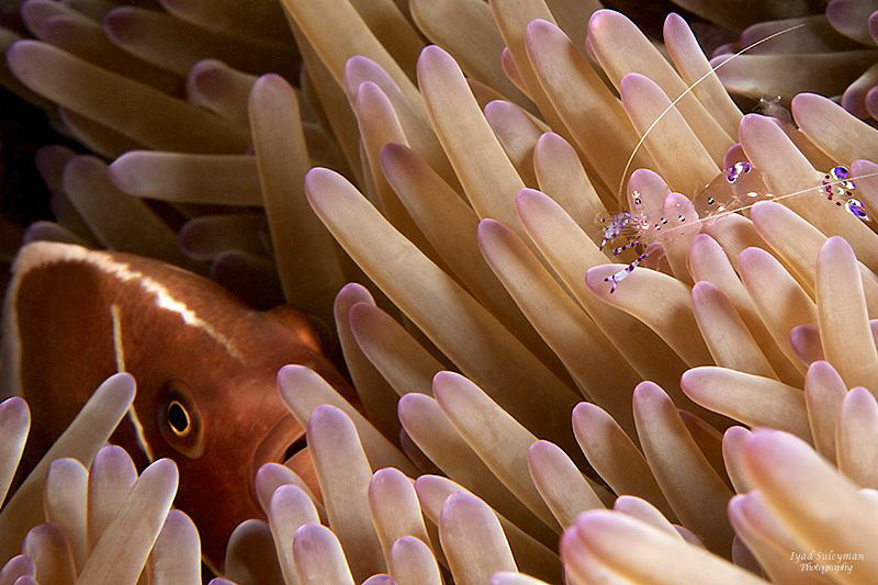 Commensal shrimp and Anemone-fish by Iyad Suleyman 