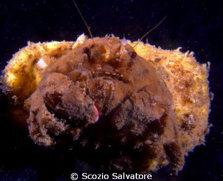 granchio facchino by Scozio Salvatore 