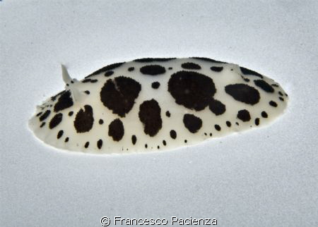 Nudi in white. Case study #1
No photoshop - No post-prod... by Francesco Pacienza 