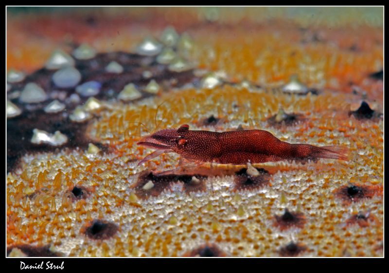 Periclimens soror :-D - commensal shrimp on a seastar by Daniel Strub 
