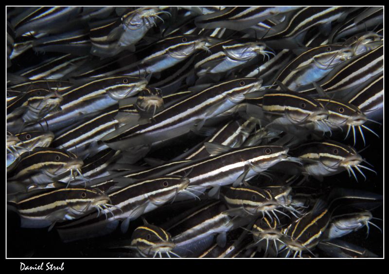 Striped catfish :-D by Daniel Strub 