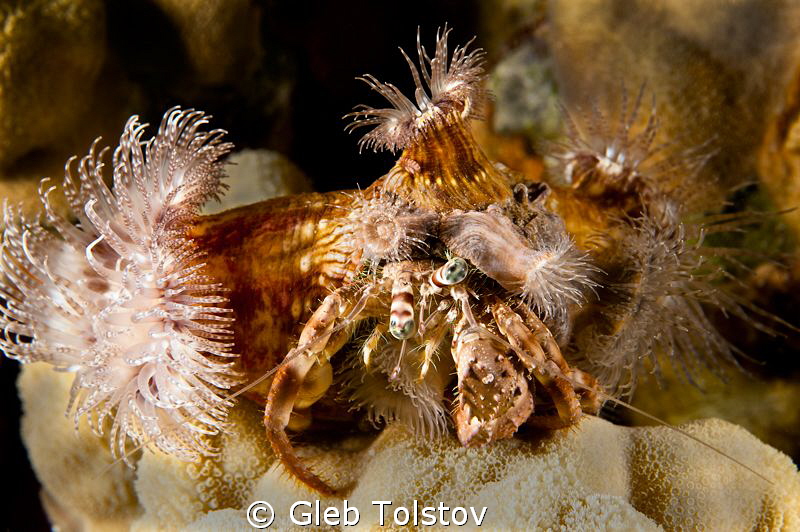 Anemon carrying crab by Gleb Tolstov 