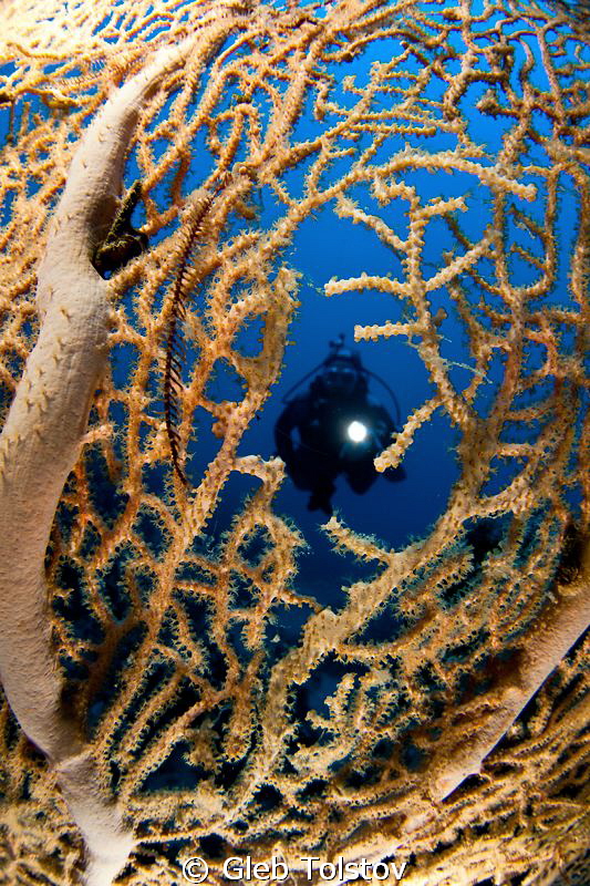 My dive buddy by Gleb Tolstov 