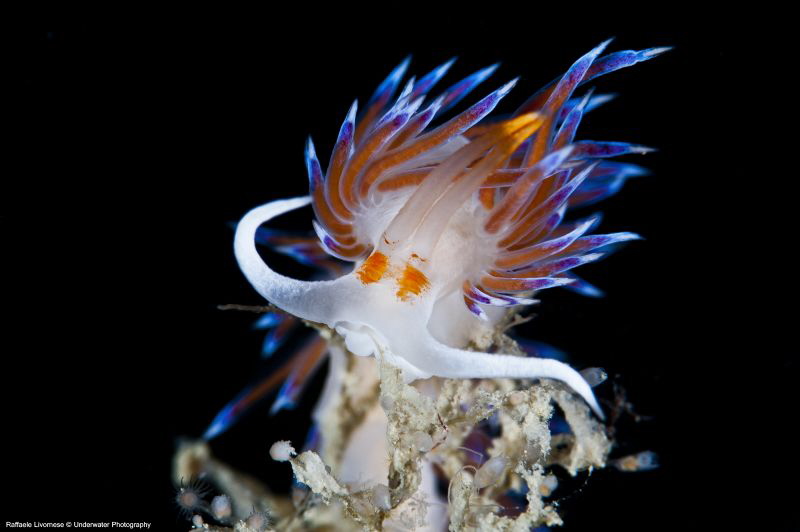 cratena peregrinae by Raffaele Livornese 