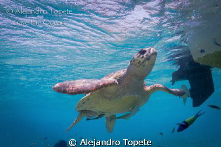 Tortuga Cahuama,in San Pedro belize by Alejandro Topete 