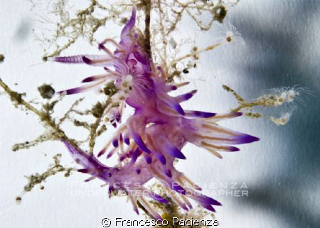 Nudi in white. Case study #2 
No photoshop - No post-pro... by Francesco Pacienza 