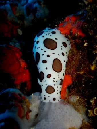 Swiss cow nudibranch, Menorca Spain by Steven Withofs 