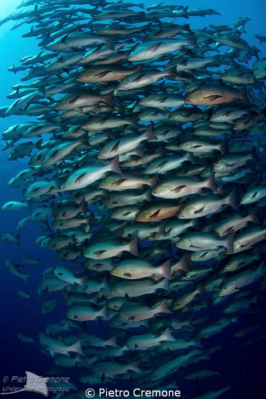 Snappers by Pietro Cremone 