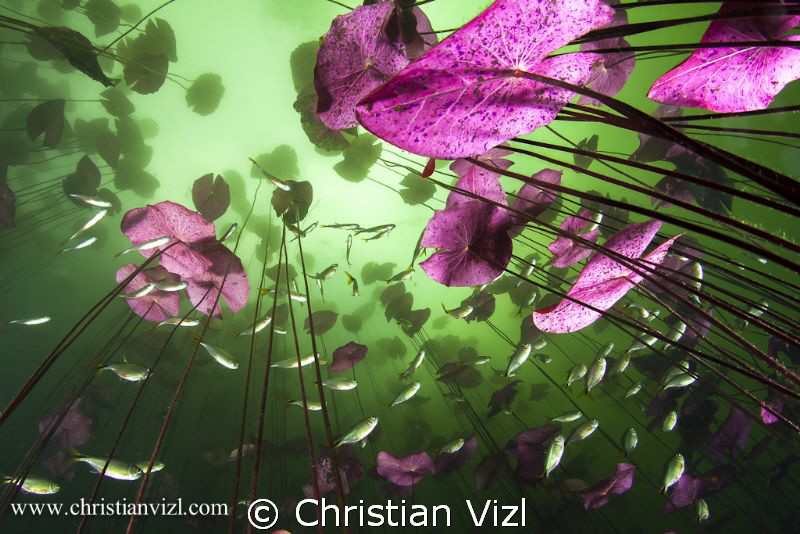 "Prosperity" by Christian Vizl 