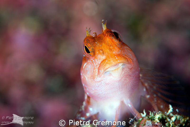 Redhead by Pietro Cremone 