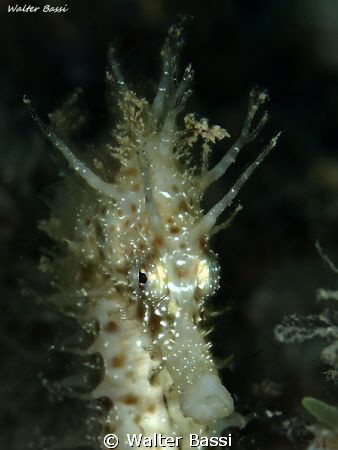 hippocampus guttulatus by Walter Bassi 