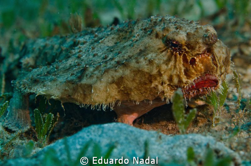 batfish by Eduardo Nadal 