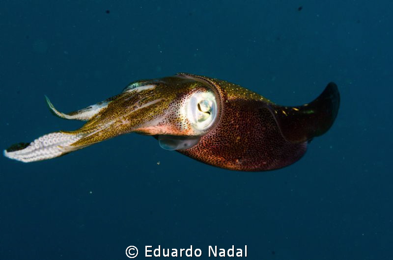 up close by Eduardo Nadal 