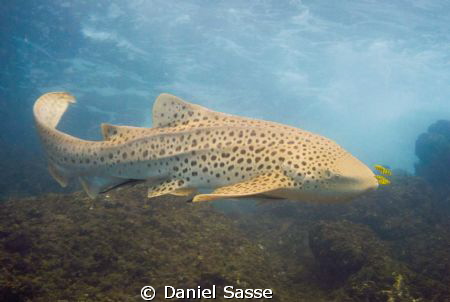 Leopard (Zebra) Shark with Yellow Pilot Fish f/4.4 Exposu... by Daniel Sasse 