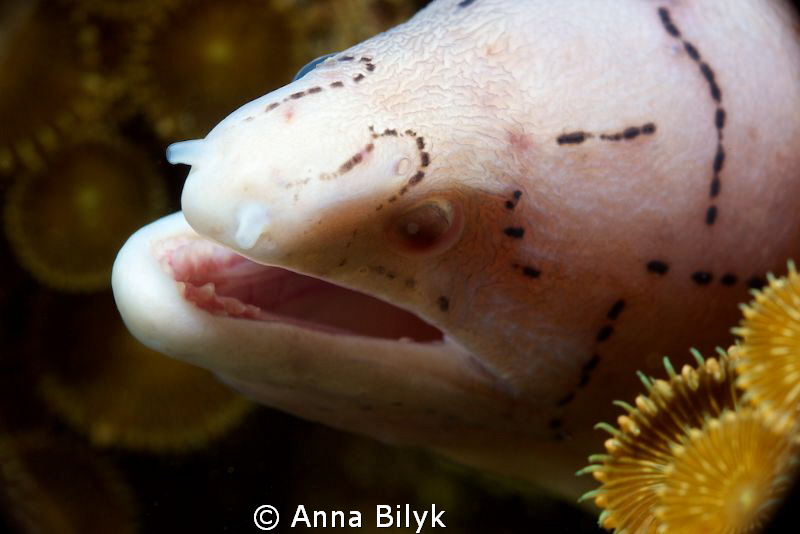 Clouded Moray by Anna Bilyk 