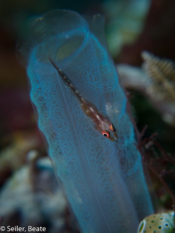 small blennie on a tunicate by Beate Seiler 