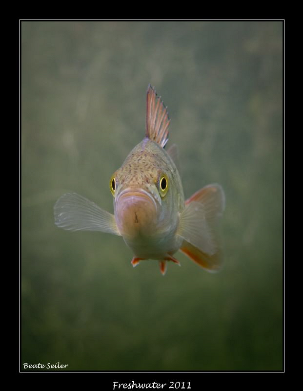 perch by Beate Seiler 