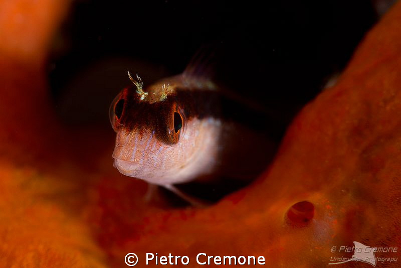 Blenny by Pietro Cremone 