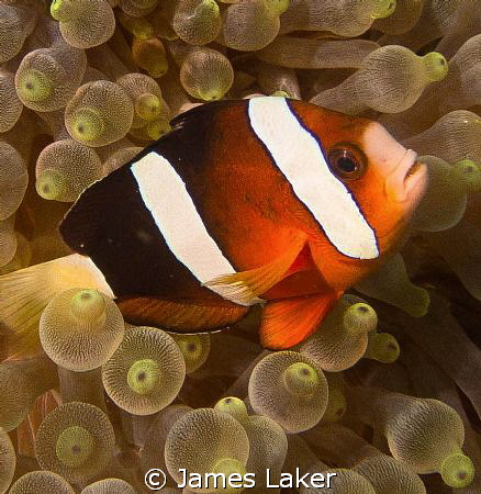 Clownfish in Bubble Anemone by James Laker 