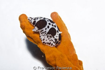 Nudi in white. Case study #3 
No photoshop - No post-pro... by Francesco Pacienza 