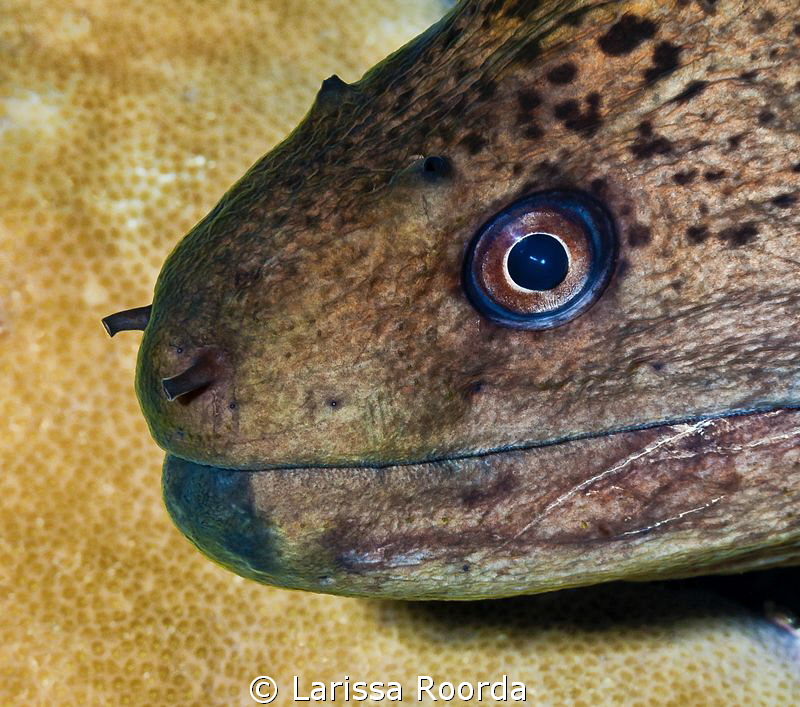 Eel by Larissa Roorda 