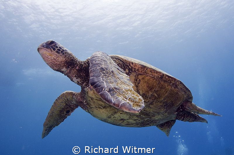 Turtle in Hawaii.  Tokina 10-17. by Richard Witmer 