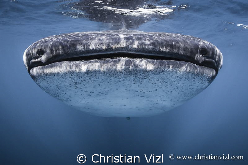 "Facing Greatness" by Christian Vizl 