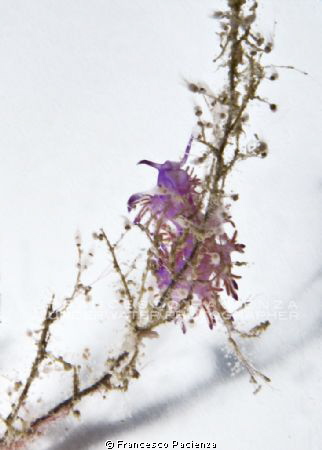 Nudi in white. Case study #4
No photoshop - No post-prod... by Francesco Pacienza 