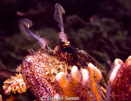 A curious Common Lionfish by Daniel Sasse 