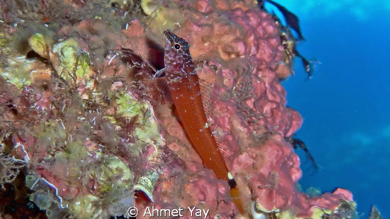 Turkey, Demre, Blue Cave - Karabas (Tripterygiidae) by Ahmet Yay 