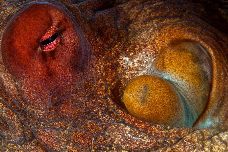 Octopus by Iyad Suleyman 