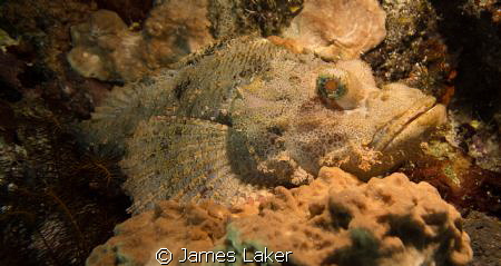 Scorpionfish by James Laker 