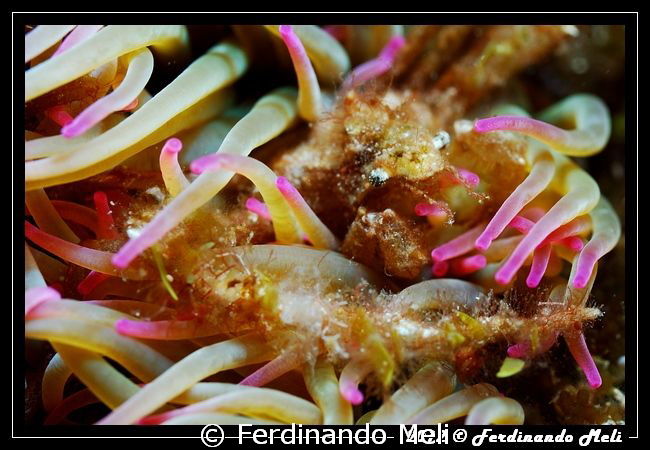 Anemon's crab. by Ferdinando Meli 