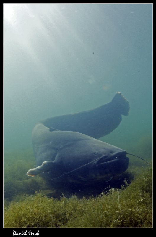 Wels catfish on todays dive w/buddy Sven :-D by Daniel Strub 