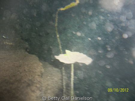 The cenote (sinkhole/collapsed water cave) in this pictur... by Betty Gail Danielson 