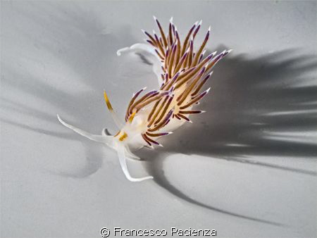 Nudi in white. Case study #5 
No photoshop - No post-pro... by Francesco Pacienza 
