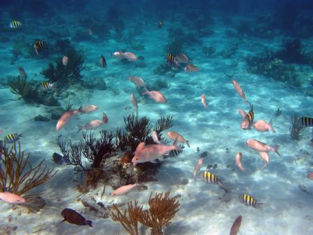 Grand Cayman Island Olympus 5050 with PT-015 housing natu... by Steven Pahel 