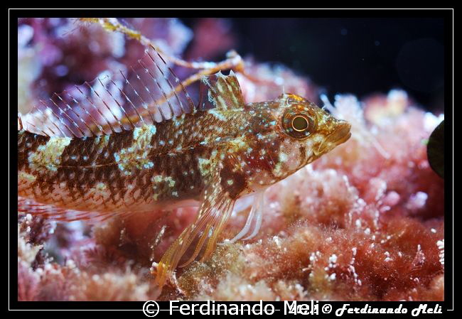 Blenny by Ferdinando Meli 