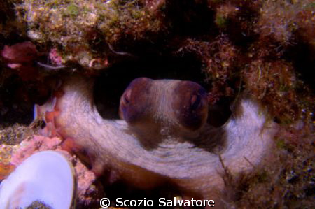 octopus by Scozio Salvatore 